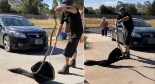 Охотник на змей из Мельбурна поймал двухметровую рептилию прямо под забором соседей (3 фото + 1 видео)