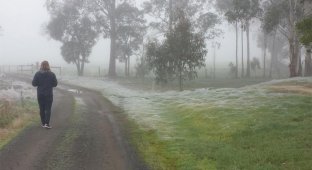 Белая, но не от снега или почему Австралия выглядит так, словно там наступила зима (9 фото)