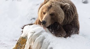 Медведи с «особым графиком» попали на фото (12 фото)