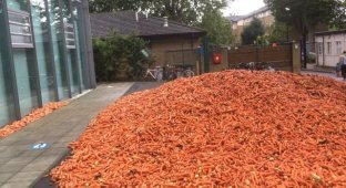 В Лондоне неизвестный человек вывалил 32 тонны моркови перед кампусом Голдсмитского университета (8 фото)