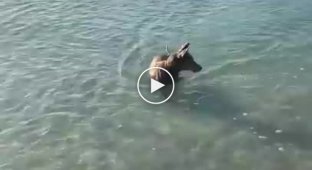 В Австралии смелый пёс прогнал подплывшую к берегу акулу