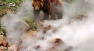 Обжигает ли гейзер лапы медведя?