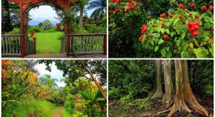 Сады острова Мауи (32 фото)