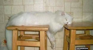 Как спят коты (60 фото)