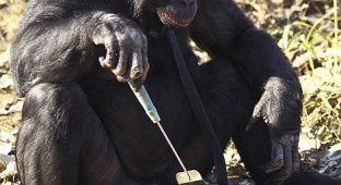 Kanzi - самая умная шимпанзе (12 фотог)