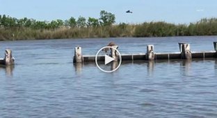 Эффектные прыжки рыси по столбам плотины в США сняли на видео