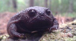Черная дождевая лягушка - самое недовольное земноводное в мире (4 фото)