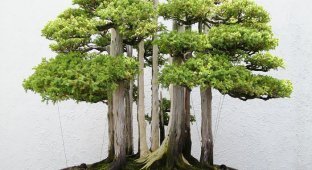 28 изумительных деревьев бонсай (28 фото)