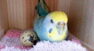 Из перепелиного яйца в клетке попугая вылупилась маленькая перепелка (5 фото)