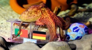 Евро-2012: Кто станет преемником осьминога Пауля? (9 фото)