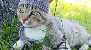 Забавные вязаные шапочки для животных (19 фото)