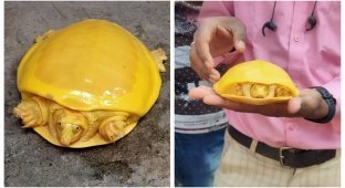 В Индии нашли черепаху-альбиноса, которая похожа на плавленый сыр (6 фото)