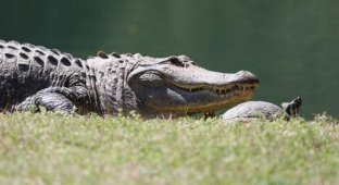 Лучшие друзья: черепаха и крокодил (10 фото)