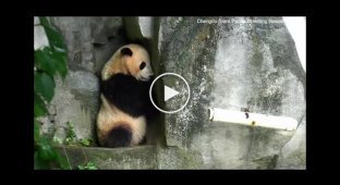 Забавная панда уснула, играя в прятки со смотрителем