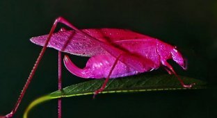 Экзотический розовый кузнечик (8 фото)