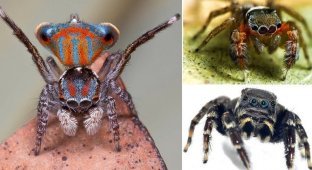 Арахнофобы, отвернитесь: обнаружены 5 новых видов пауков-скакунов (5 фото + 1 видео)