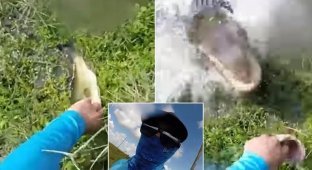 Флоридский рыбак чуть не стал добычей аллигатора (5 фото + 1 видео)