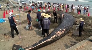 Тело молодого 10-метрового кита выбросило на берег в Японии (7 фото + 1 видео)