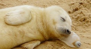 Ничего необычного, просто детеныш тюленя сладко спит на бутылке (2 фото)