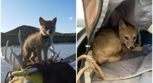 Рыбак на плоту спас щенка койота, который без сил лежал в воде (5 фото)