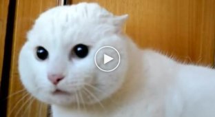 Белый кот боится головы