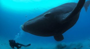 Cамое большое существо на земле - Синий кит (12 фото)