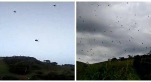 На пригород Сан-Паулу с неба спустились пауки (4 фото + 1 видео)