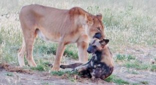 Дикий пёс перехитрил жадную львицу на глазах у туристов в Африке (5 фото + 1 видео)