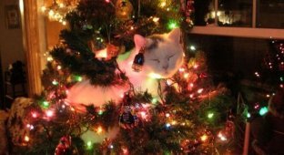 Коты на елках и под елками (22 фото)
