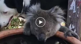 Собака поделилась водой с коалой
