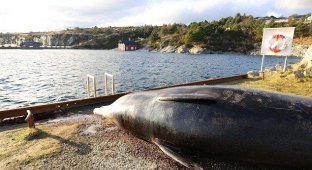 В желудке мертвого кита обнаружил склад пластиковых пакетов (4 фото)
