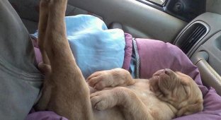 Собаки, спящие в смешных позах (27 фото)