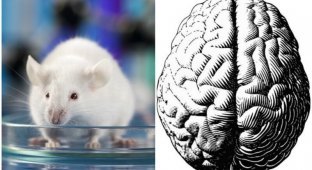 Ученые нашли в мозге мышей "выключатель боли" (3 фото)