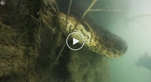 Дайвер обнаружил на дне реки 7-метровую огромную анаконду – дикие кадры
