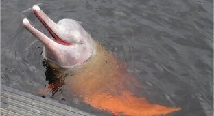 В реке Амазонке водятся розовые речные дельфины (2 фото)