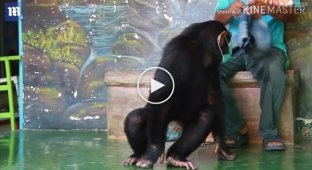 Публика в ярости. Шимпанзе из тайского зоопарка продезинфицировал улицы на велосипеде
