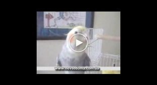 Попугайчик научился напевать песенку