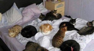 Мужчина взял 8 котиков жены в заложники, чтобы получить квартиру (1 фото)