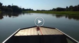Рыбак снял на видео, как дельфины играют в футбол электрическим угрем