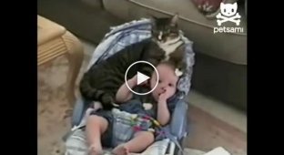 Кот и ребенок в детском кресле