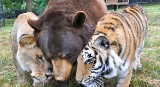 Неразлучное братство медведя, льва и тигра (8 фото + 1 видео)
