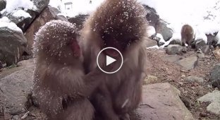 Снежные обезьяны принимают SPA-процедуры в горячих источниках