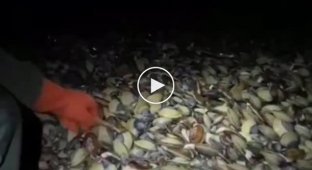 Деликатес на ужин. В Магаданской области на берег Охотского моря выбросило тысячи мидий