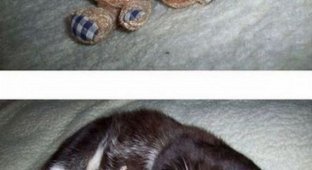 Забавные котятки (16 фотографий)