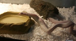 Как кушают змеи (15 фото)