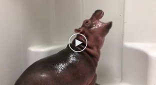 Маленький бегемот принимает душ