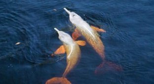 Дельфины в Амазонке (10 фото)