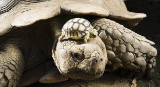 Шпороносная черепаха (5 фотографий)