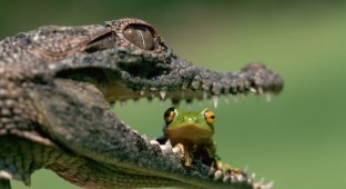 Крокодилы (31 фото)