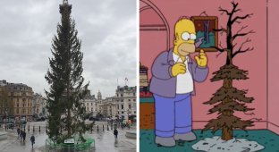 Британцы высмеяли в Твиттере рождественскую елку, подаренную Норвегией (26 фото)